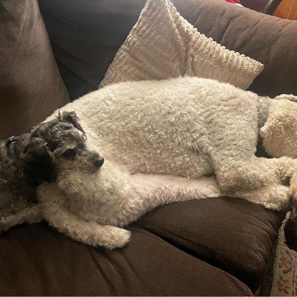 Meet your Posher, Cindy - Picture 1 of 1